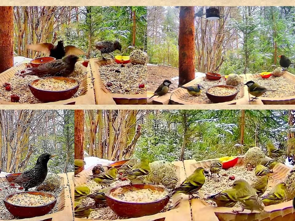 livebirdspoland_c8f9da373eae994ce5cdb88b9b45829b.jpg