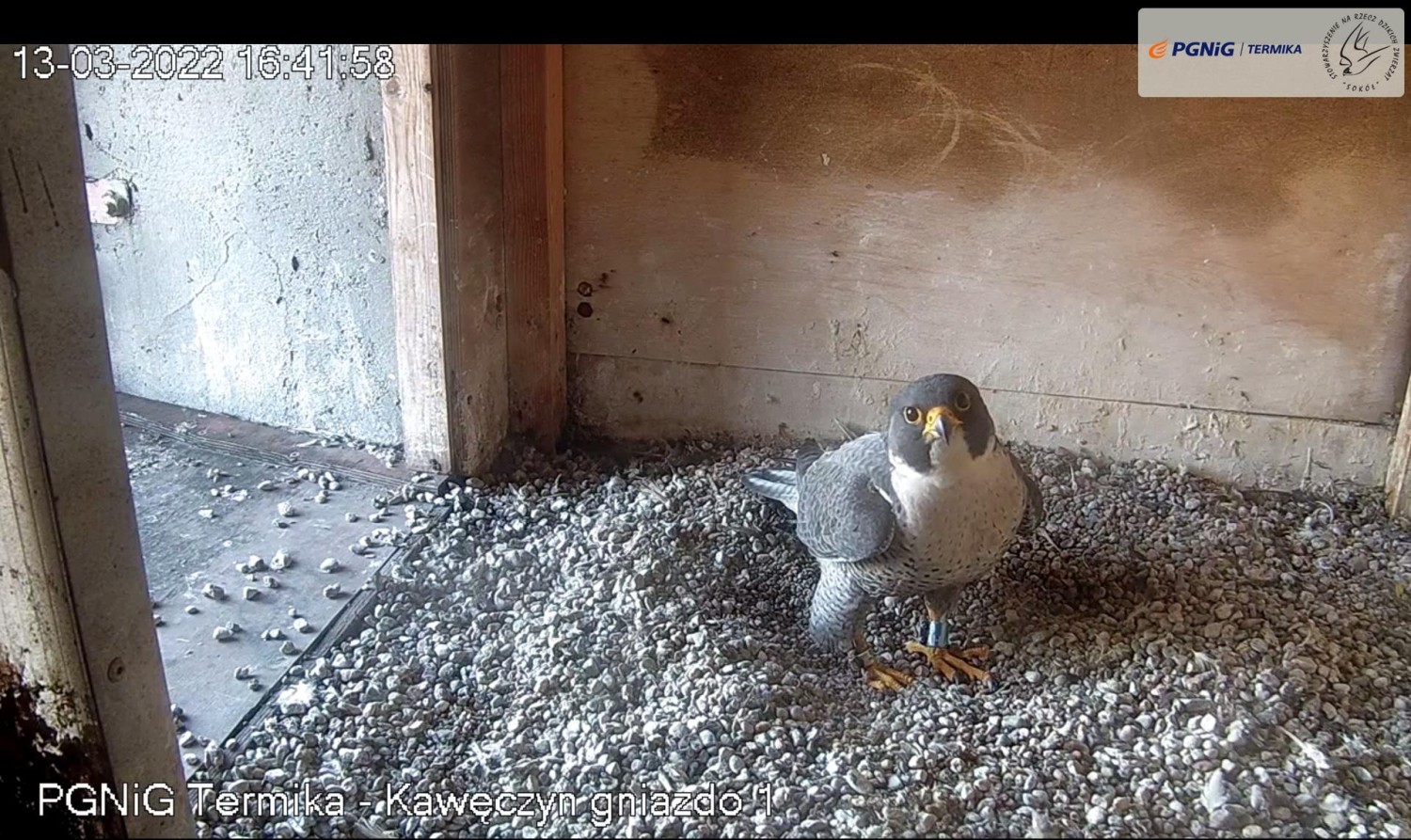 livebirdspoland_d13d7c2c9bb271f1f7b4f969a2a0df98.jpg