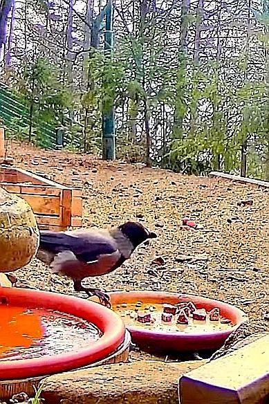 livebirdspoland_505658a1addf8ddb4a02f68cde5a8f1f.jpg