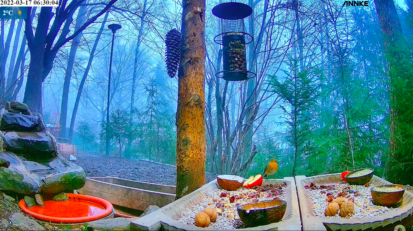 livebirdspoland_7a2ff15fa6476da97814df866054d1f6.png