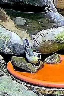 livebirdspoland_964eed8d4a0a32488394a8b91e85267c.jpg
