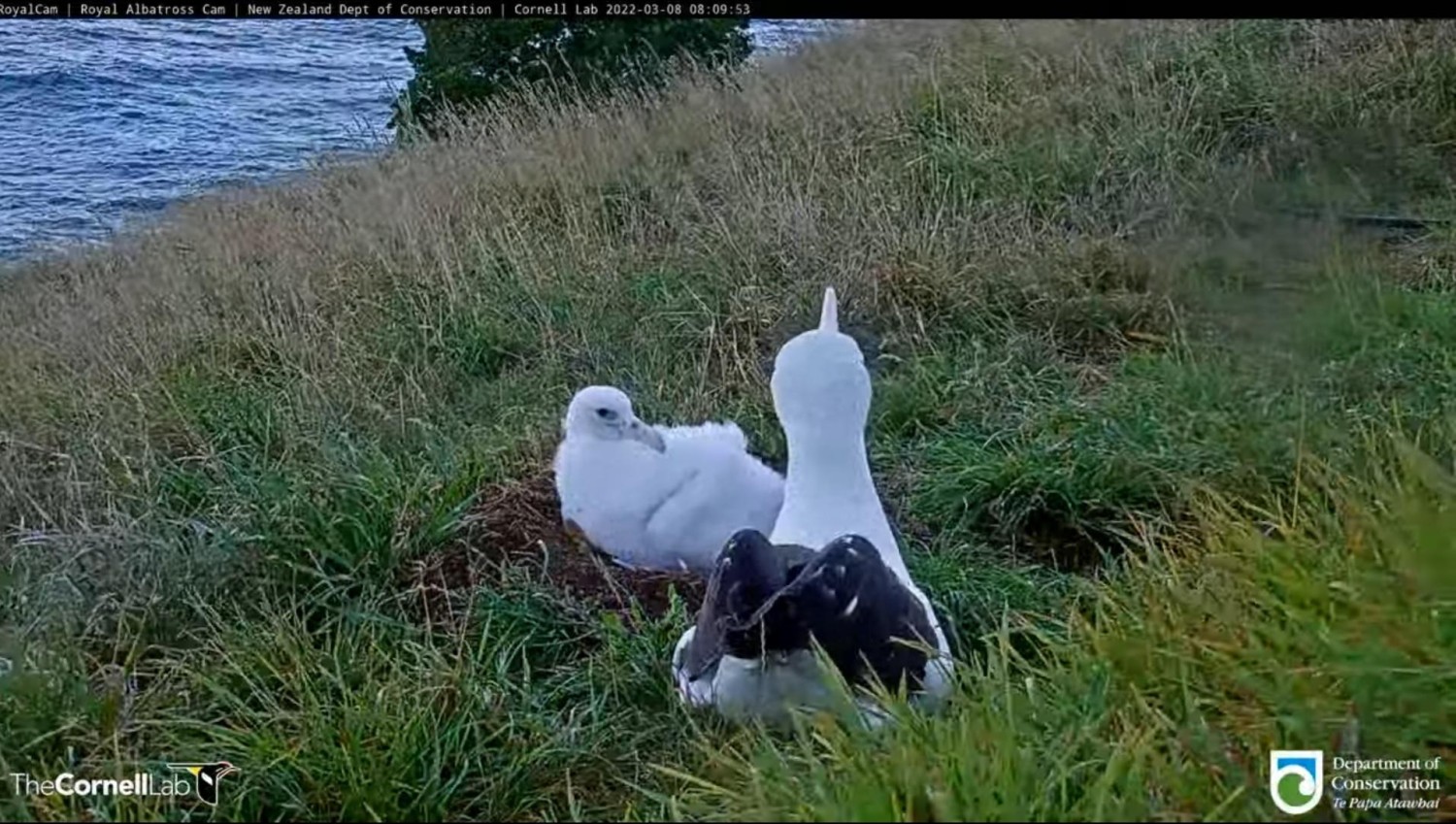 livebirdspoland_1951a97539d43a34a07c15795ccdd594.jpg