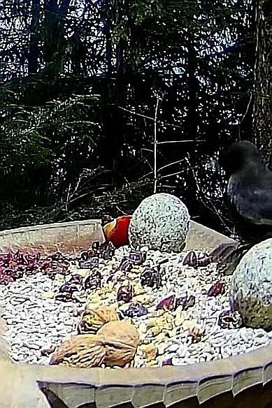 livebirdspoland_48d47a6c4557caecaca26608cdbd69dd.jpg