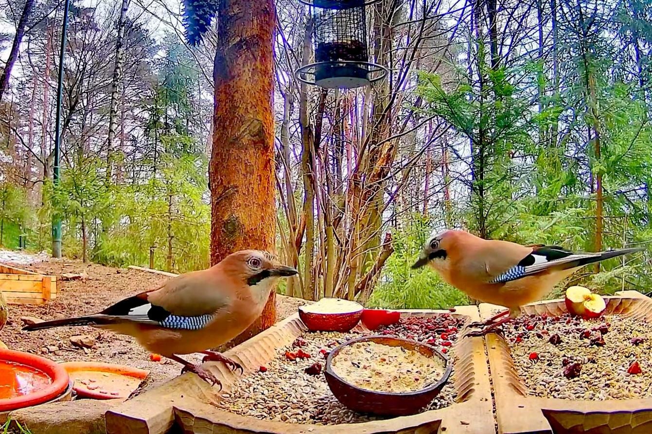 livebirdspoland_0597d0875e1838533c436a6a024f22c3.jpg