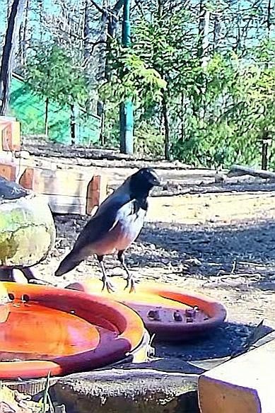 livebirdspoland_4e05f1a57d0c91c241d9573d13e3d2f4.jpg