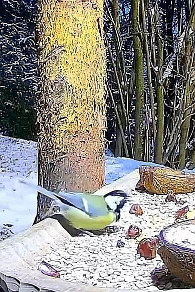 livebirdspoland_7861b921bd1628b4847f8fa686c82c5c.jpg
