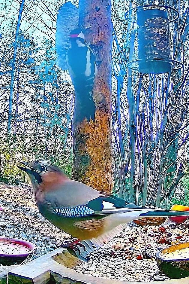 livebirdspoland_bf905b101ec3e0556904dd131bf4cdc8.jpg