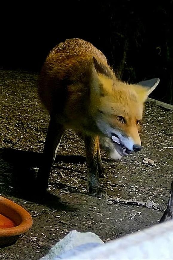 livebirdspoland_4da52b3e070b14b73849b01a46ba7081.jpg