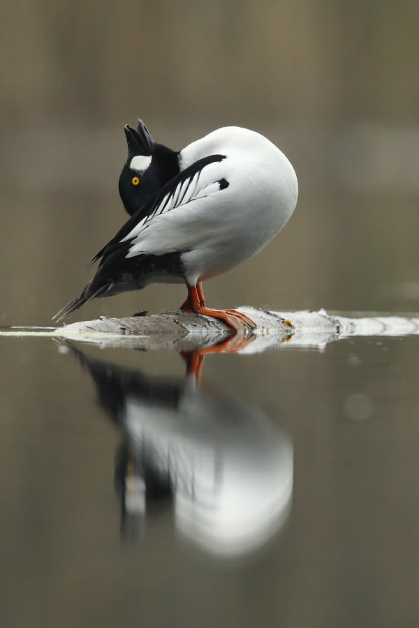 livebirdspoland_b6255afd19f67a6da55ca08a180e2061.png
