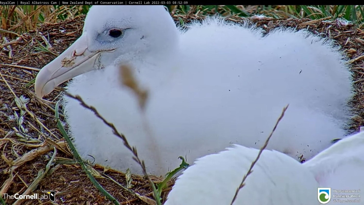 livebirdspoland_8bf9ae5694f461cc47aefa56c4ac4923.jpg