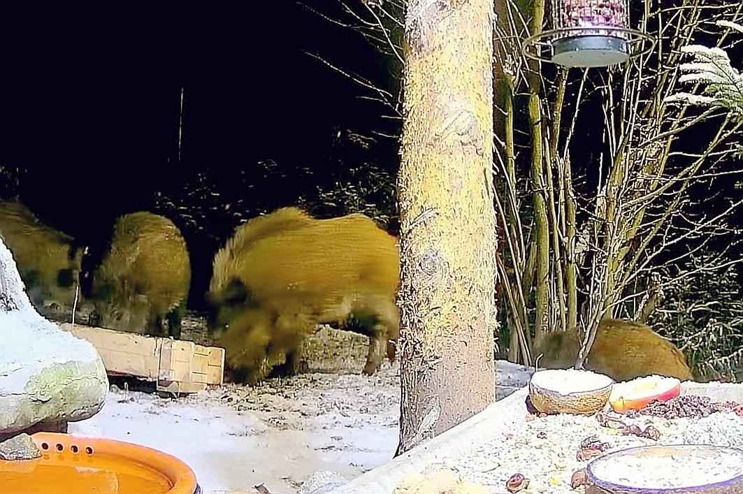 livebirdspoland_042ba050ffac5a2f0c176ac380c34621.jpg
