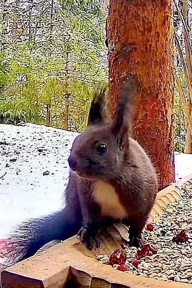 livebirdspoland_25dacca990a6c3340b94fbf45010cabe.jpg