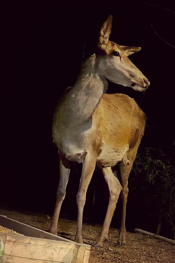 livebirdspoland_6218866a02f68c7fe1859b2599411852.jpg