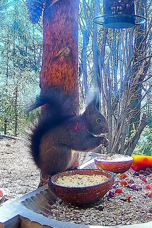 livebirdspoland_c8445783e322b8328c487e34c2404dfa.jpg