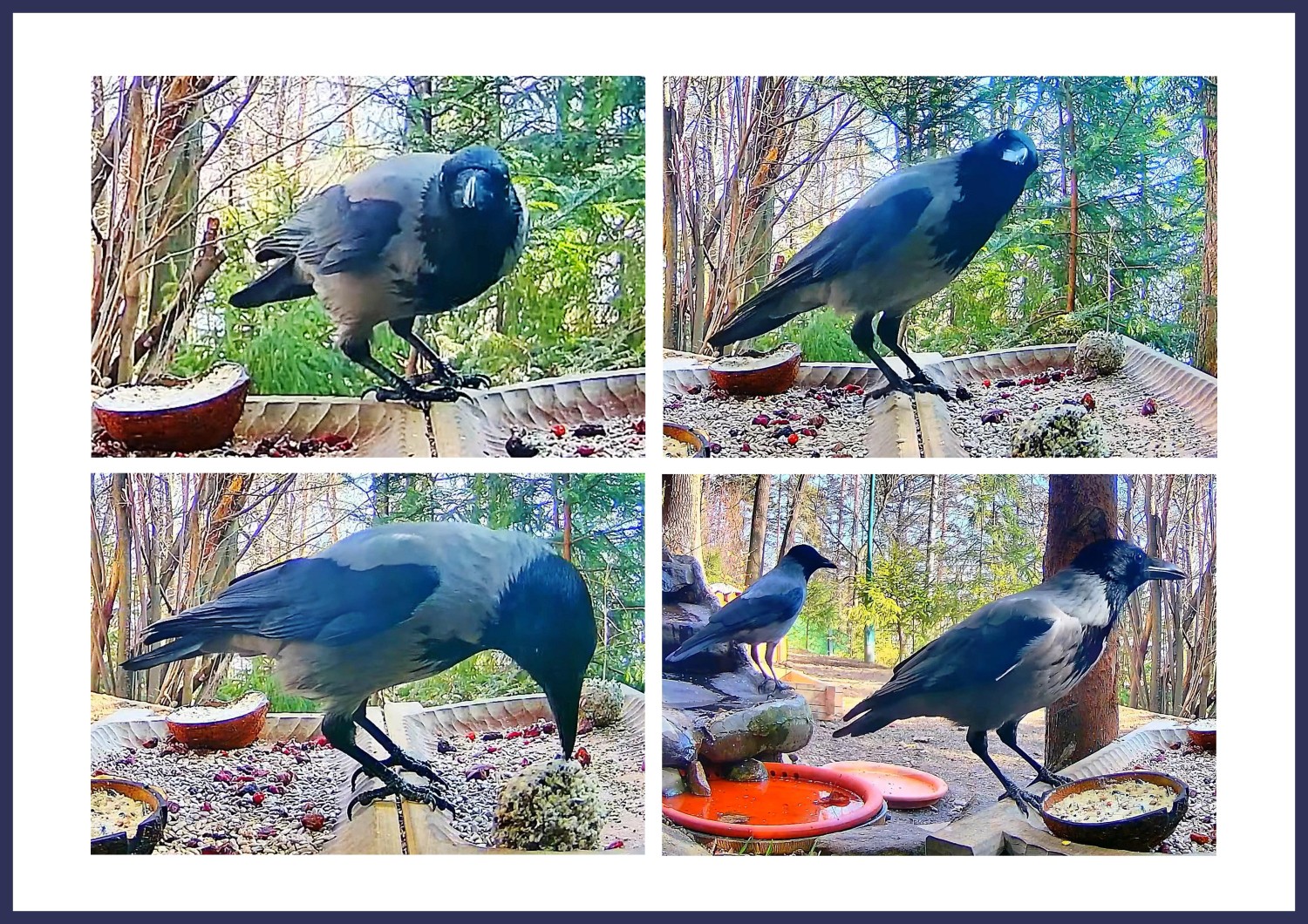 livebirdspoland_516ab373e881efd6a8246fab0e3cf9ae.jpg