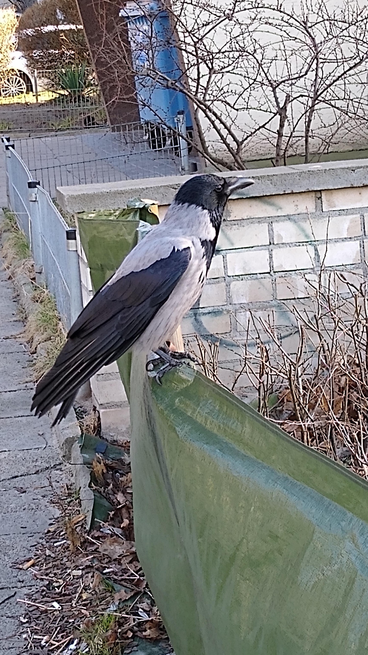 livebirdspoland_99aeec3d487a76ad609a7cbe94e35975.jpg