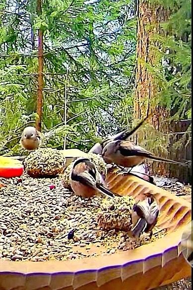 livebirdspoland_7a8b6b13e8ab37993c1164b1558fe279.jpg