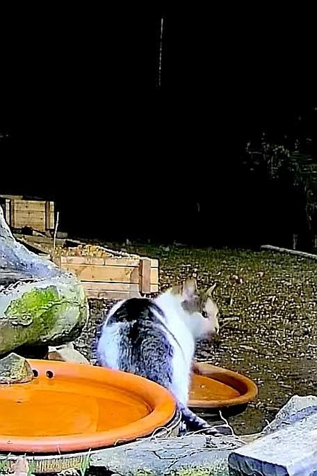 livebirdspoland_42a9fc2f948b27e369ea161b48246ea0.jpg