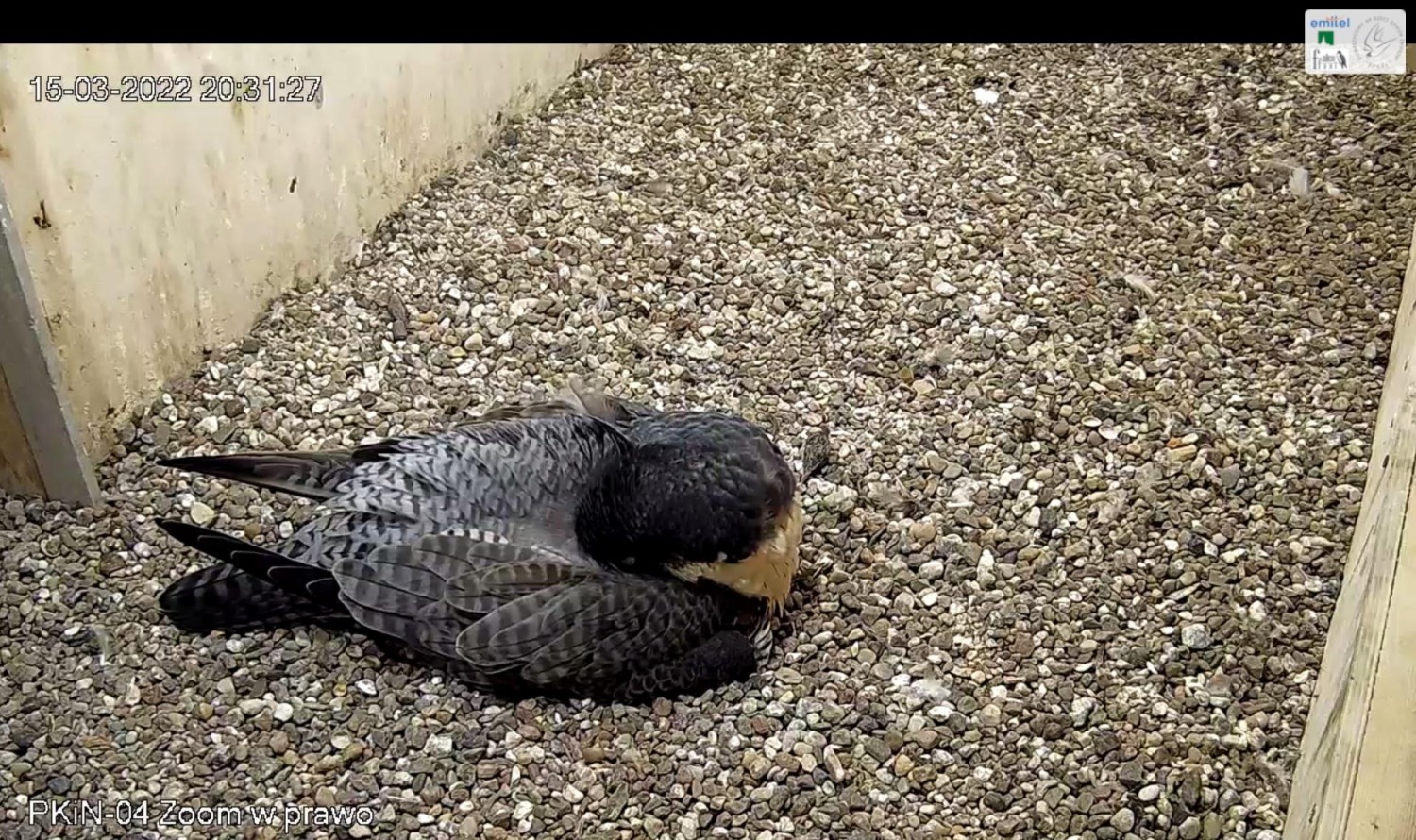 livebirdspoland_f9f6aa2b9ff4473755abf810f9a8fa56.jpg