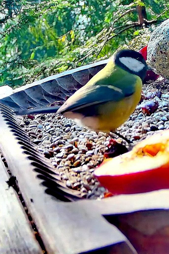 livebirdspoland_0950c223467322f2e4b02d6d93555fbe.jpg