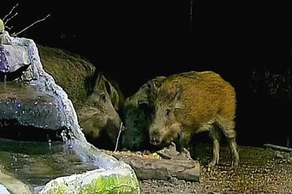 livebirdspoland_5130053f5380a814c707a9993139bfd6.jpg