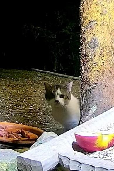 livebirdspoland_3674f9a60097f19c173f0a88b7fdb791.jpg