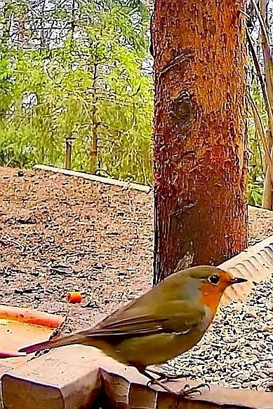 livebirdspoland_92ddf79cc1cab629cc2403fd049d9f39.jpg
