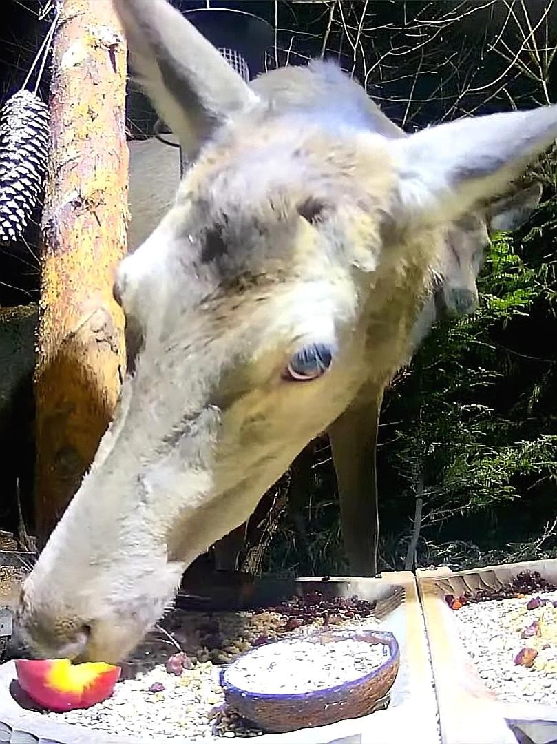 livebirdspoland_fe7cb1e9e0b22e960918297c0fb81449.jpg