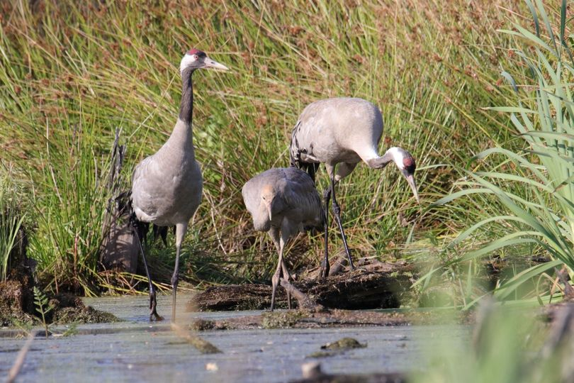 livebirdspoland_9878fafe8d7b3e2c2a511e31295a8b34.png
