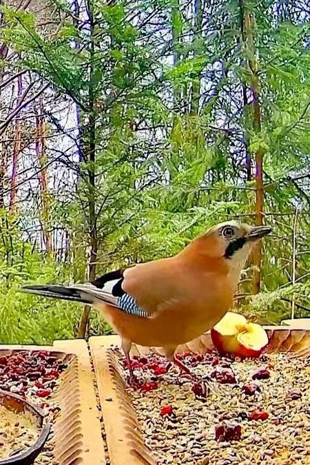 livebirdspoland_f3d83cee0f09e11a3247bf3bcad874f6.jpg