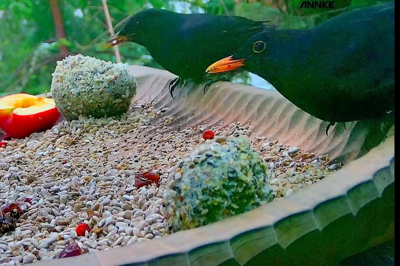 livebirdspoland_3f1c2627186e638755cccb6efcae711a.jpg
