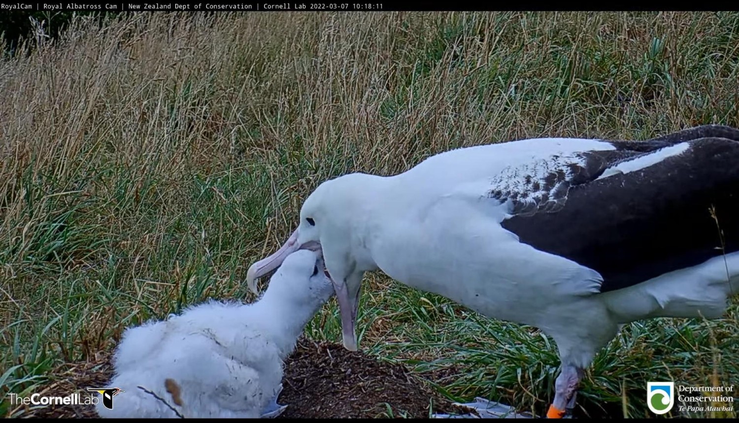 livebirdspoland_3a2145de38e67a92fb409ac77d5939c6.jpg