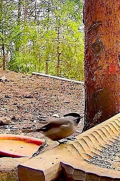livebirdspoland_981235a7939ebb8105a1ec6ab37c9157.jpg
