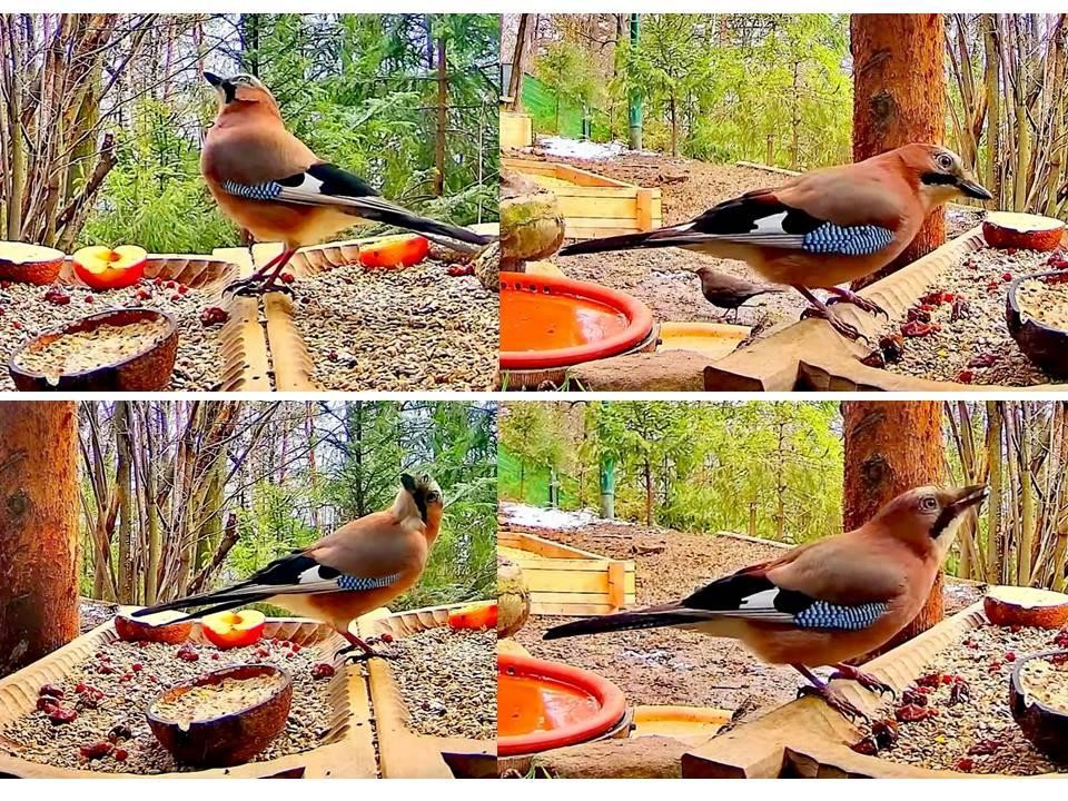 livebirdspoland_e0f093304db8bf5f96c9cb5f1090d378.jpg