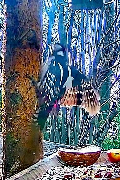 livebirdspoland_12f387668cb369e2250fe5abc0f60eed.jpg