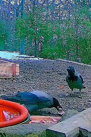 livebirdspoland_143e05e06c4e406923b673c762871abb.jpg