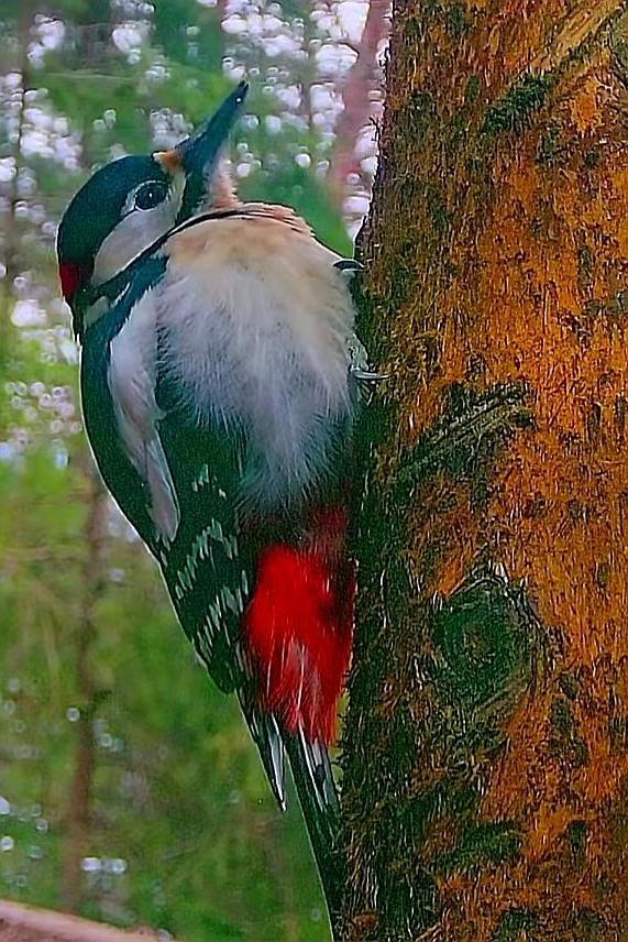 livebirdspoland_d4f87c548e890bc40a43255801ffb1c3.jpg