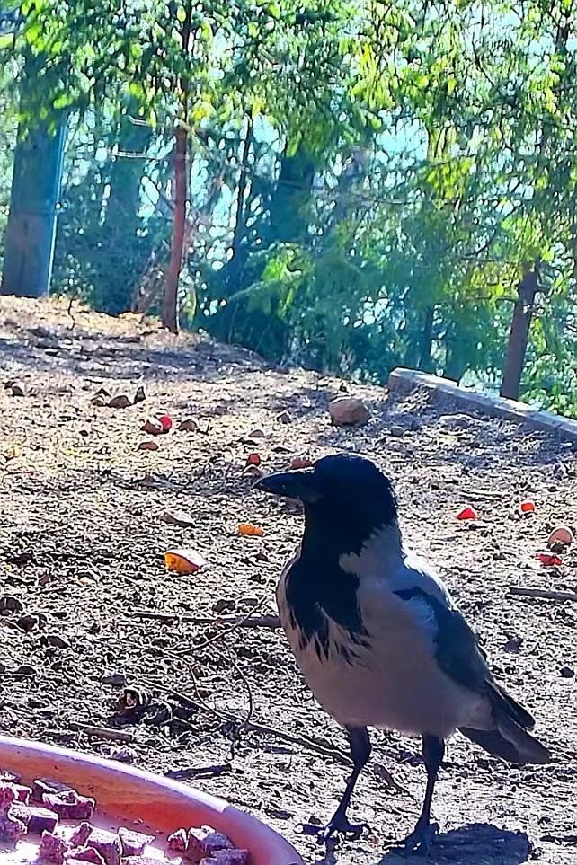 livebirdspoland_1ec8586e5e1743e9559e9fc65f4c97b4.jpg