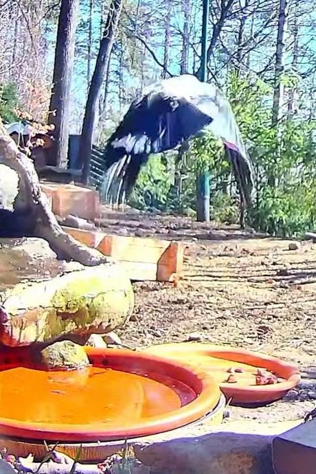 livebirdspoland_f51e9068b7a81ac66b65c08c4e89b45d.jpg