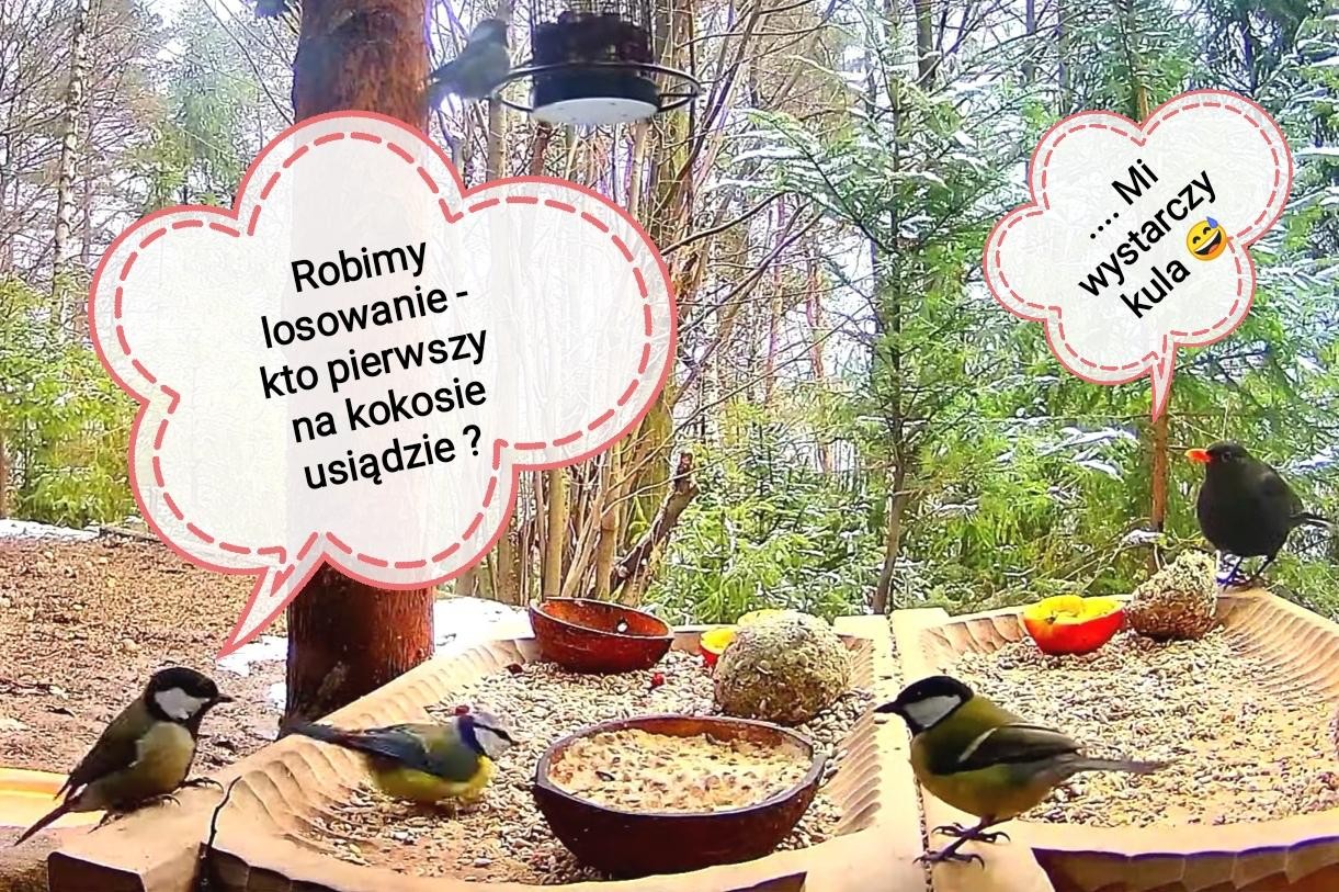 livebirdspoland_82eb846b9a23ed8cd4e6bda503b7bebe.jpg