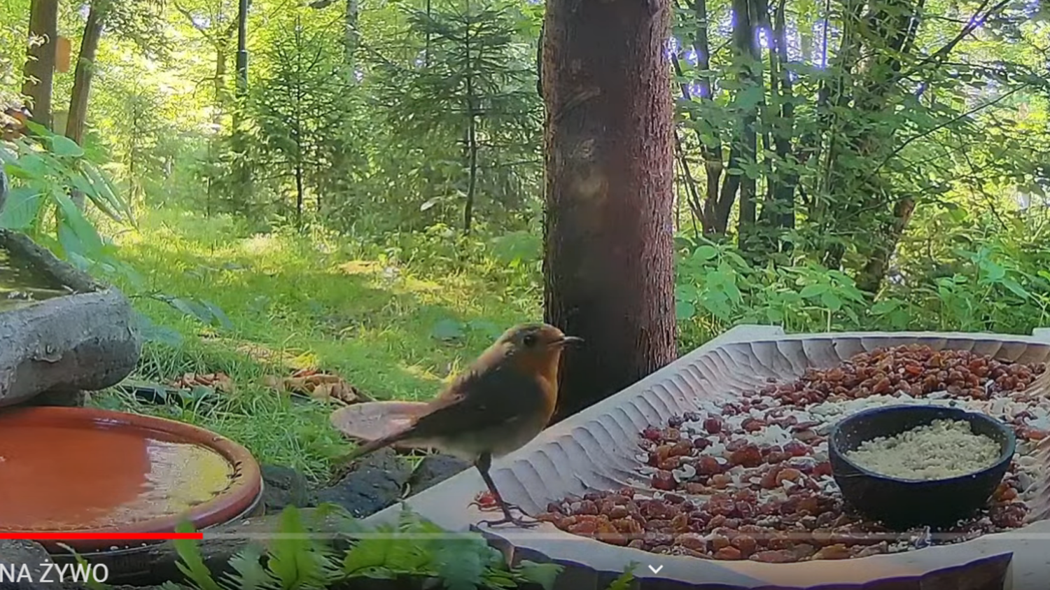 livebirdspoland_6befafb326e8178056f7a133daf5ec4a.png