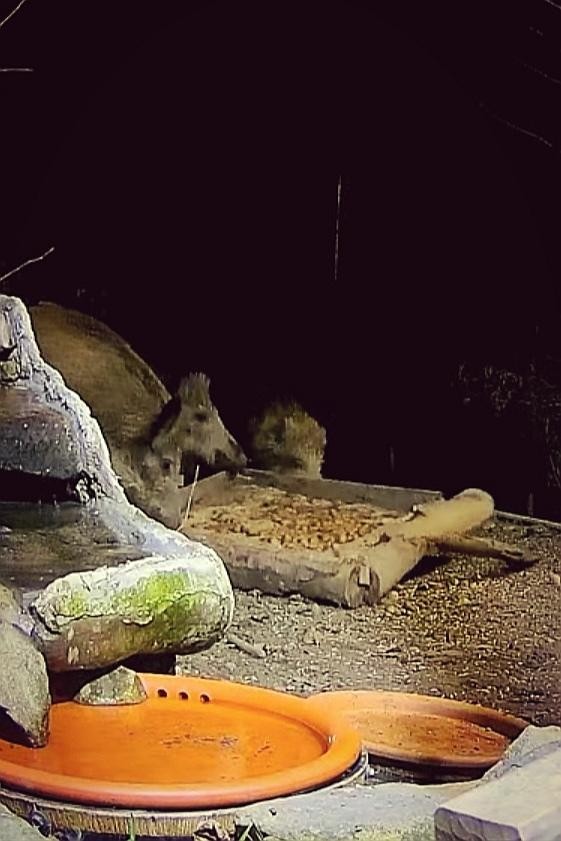 livebirdspoland_d6ba2217c6ce6dff537f5e64643b62ae.jpg