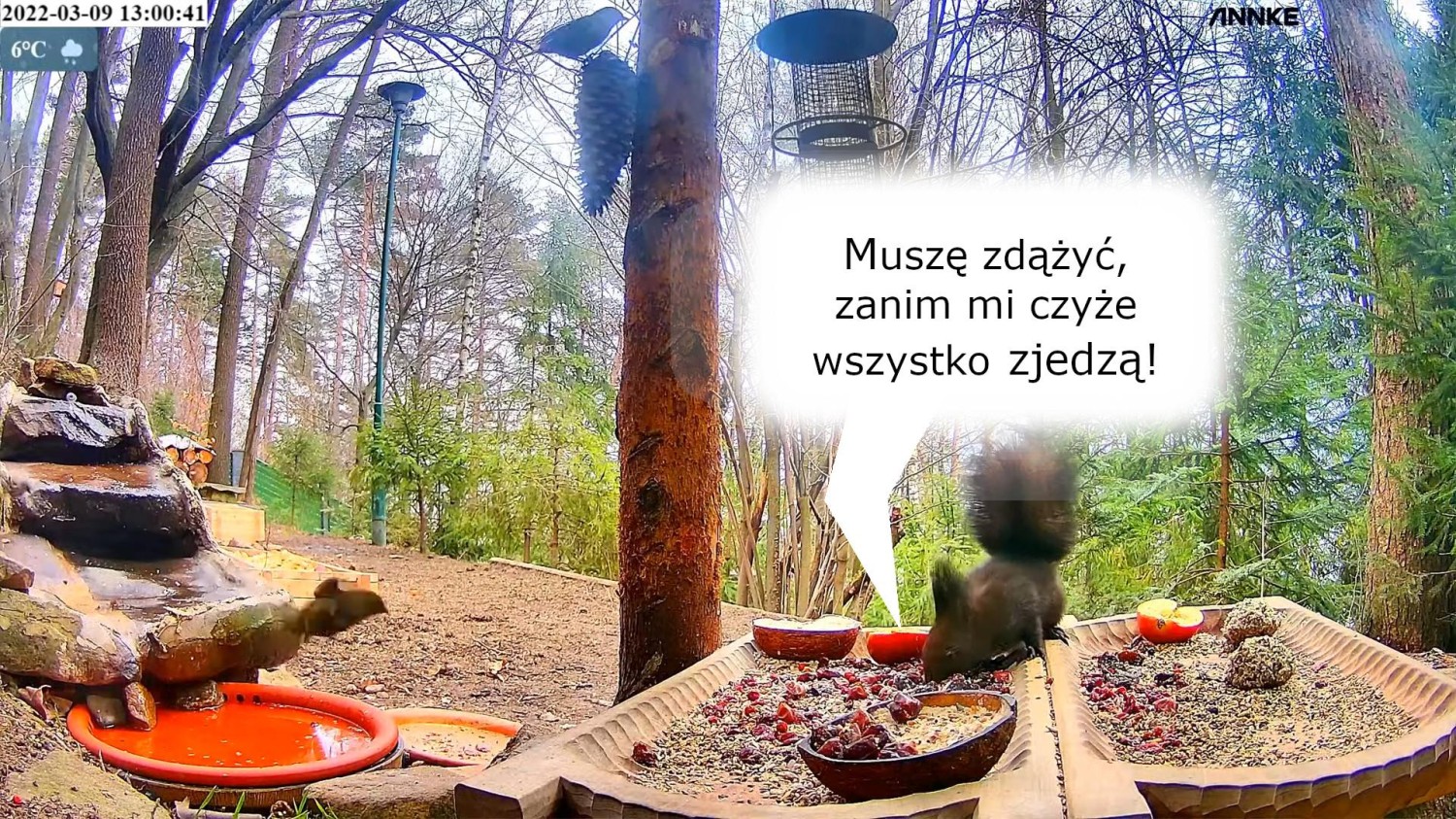 livebirdspoland_a0d45e8cb0d4950a939f87b0435325a0.jpg