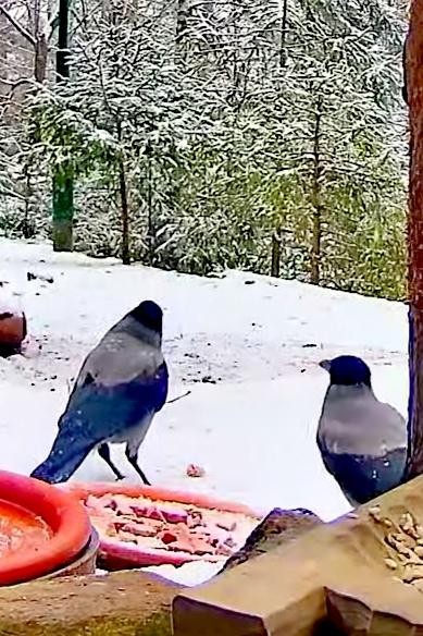livebirdspoland_b233ae0a58ac5e5a4fc3511943c9820c.jpg
