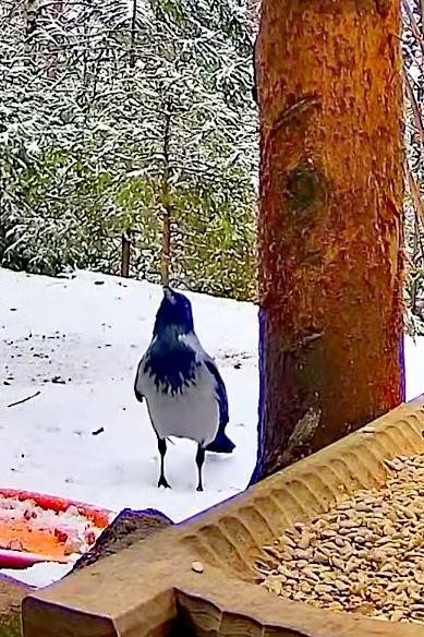 livebirdspoland_ecf197f679b5f1759af668cfd5a0f1b3.jpg