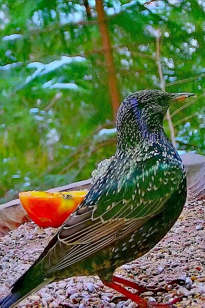 livebirdspoland_ba1fa91912e5dcfe5e3f1462a72ba365.jpg