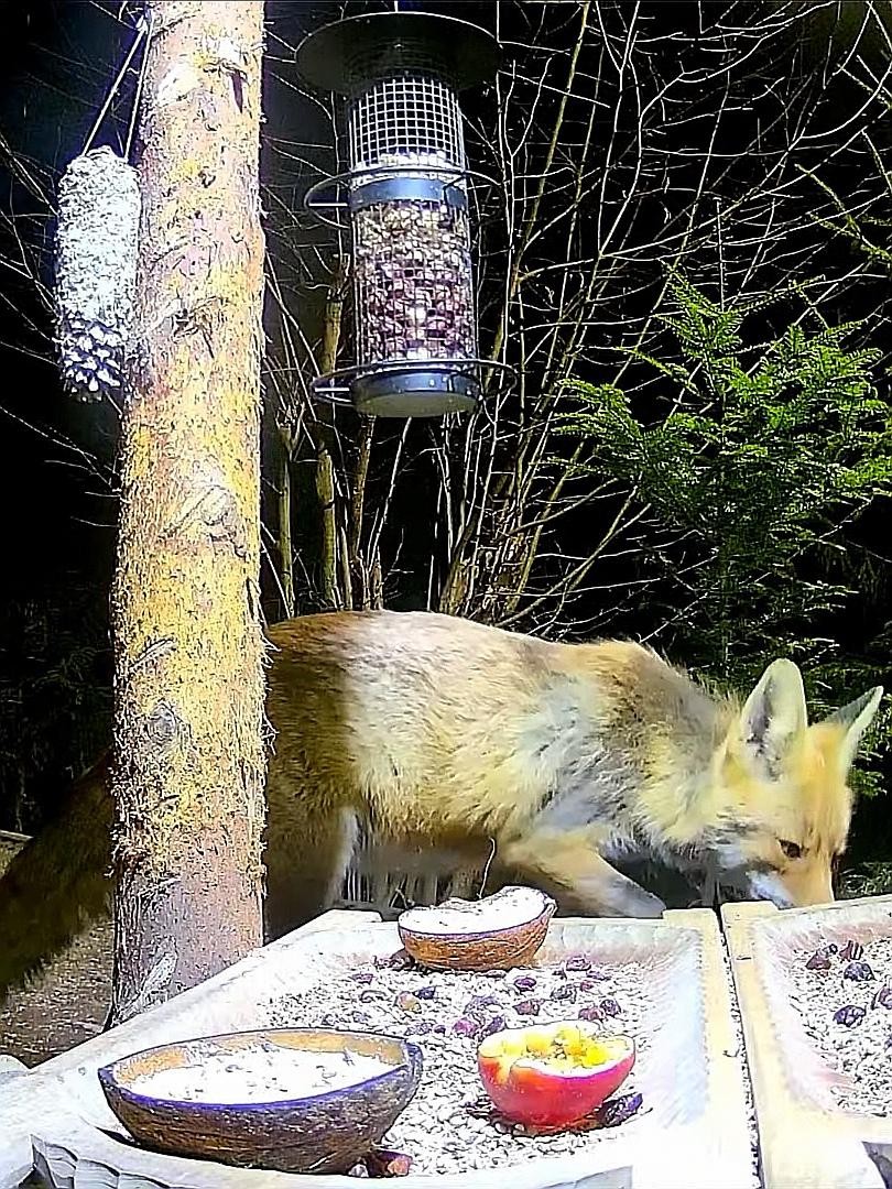 livebirdspoland_cb6fe7e1833f3f4201bd0d27f6fce617.jpg