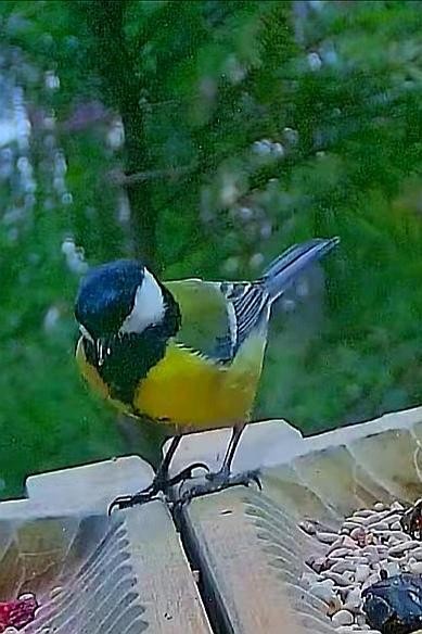 livebirdspoland_f8514269cea4e95158829d195c1acd68.jpg