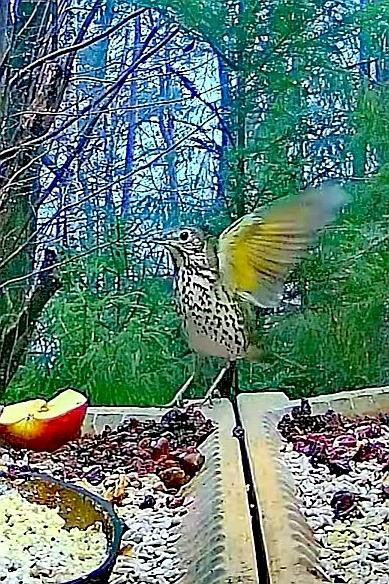 livebirdspoland_6485c2a75ba13370225daaac4f78eba3.jpg