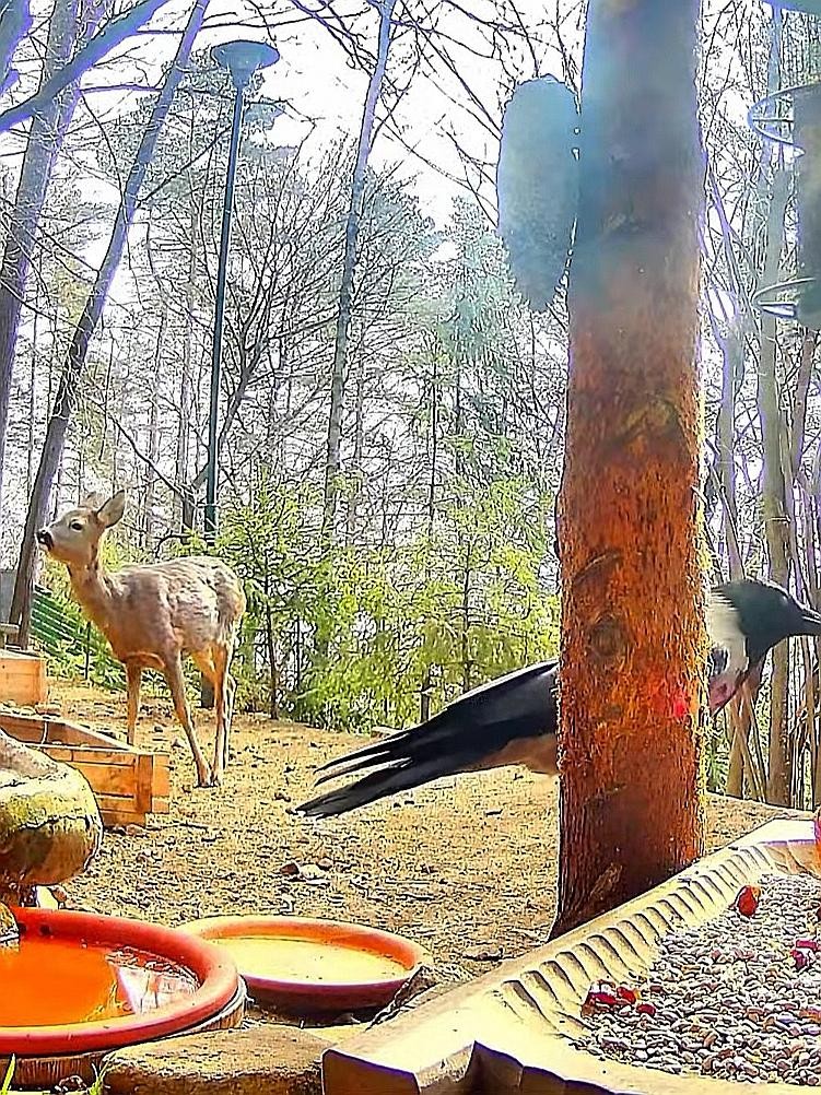 livebirdspoland_42906c43fb90b824957db9b11bf632eb.jpg